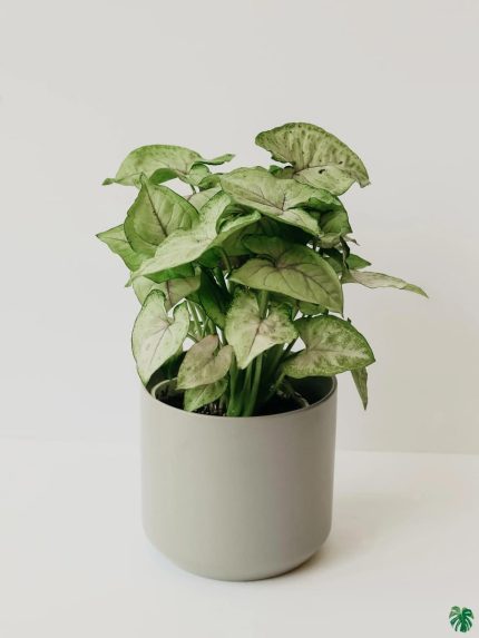 Syngonium Mini Pixie White