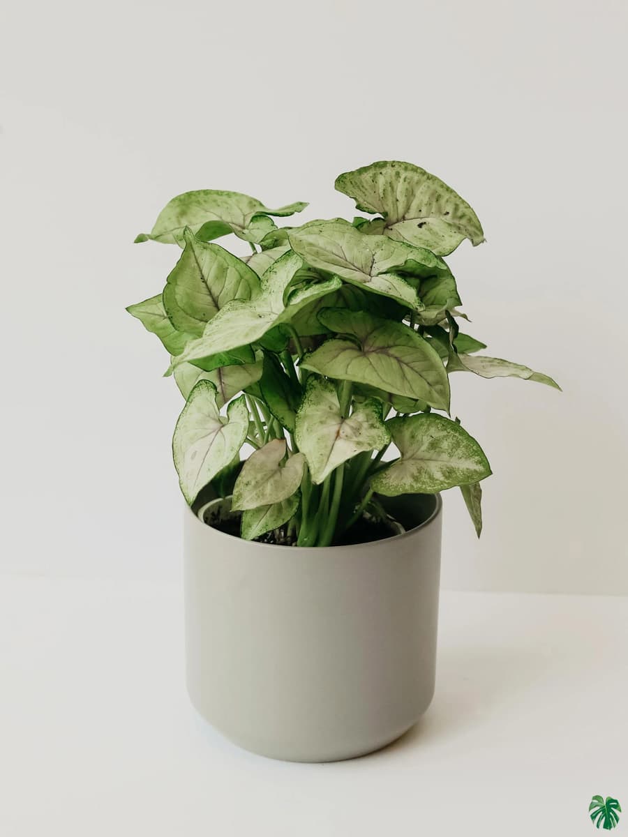 Syngonium Mini Pixie White