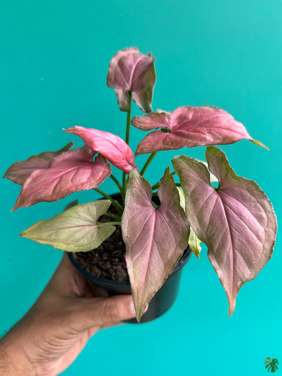 Syngonium Pink Perfection