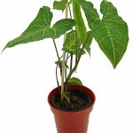 Syngonium Podophyllum 'Renoir'