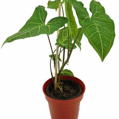 Syngonium Podophyllum 'Renoir'