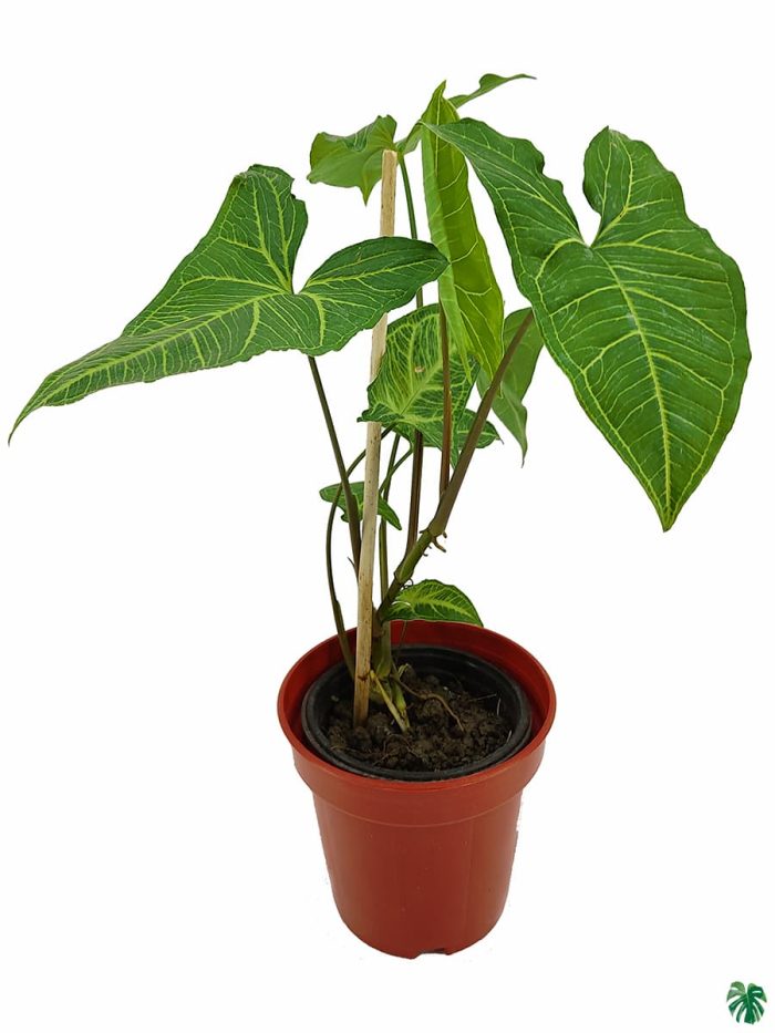 Syngonium Podophyllum 'Renoir'