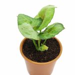 Syngonium T24
