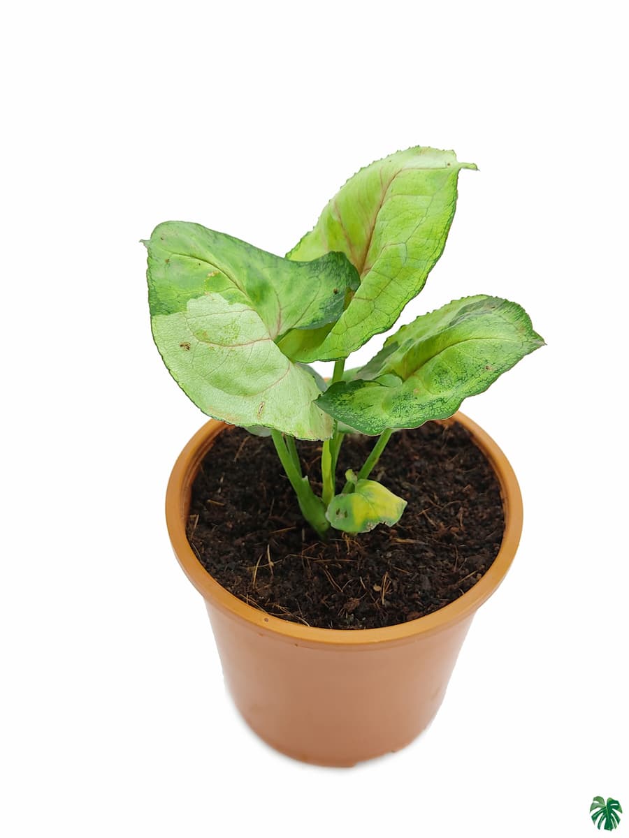 Syngonium T24