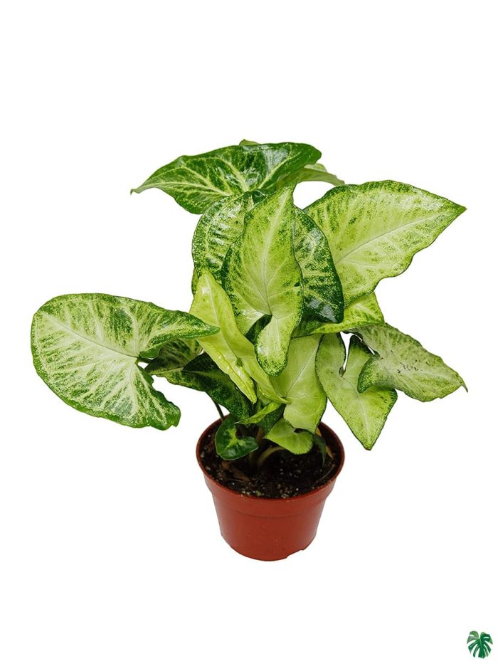 قیمت روز گل و گیاه ندا 🌷🌿