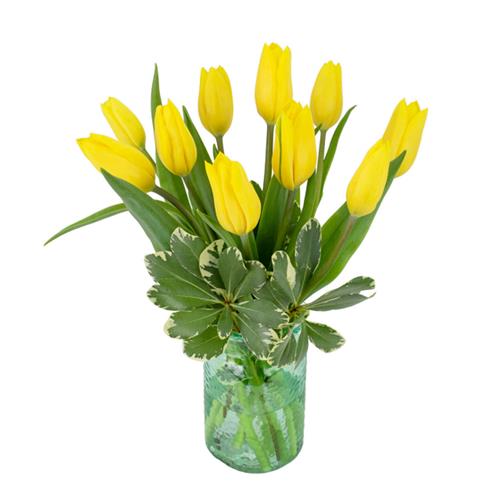 Terrific Tulips