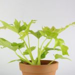 قیمت روز گل و گیاه لوتوس ?