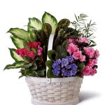 گل‌های خانگی کوچک