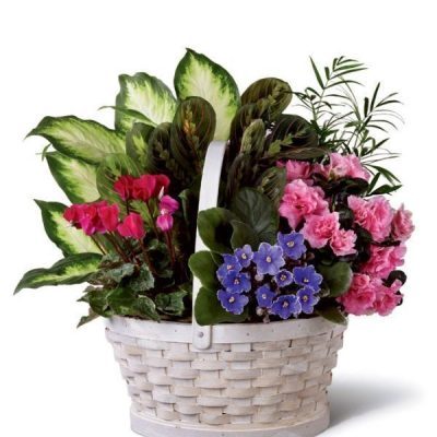 گل‌های خانگی کوچک
