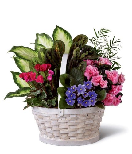 گل‌های خانگی کوچک