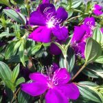 Tibouchina Urvilleana - Begum Bahar Flower