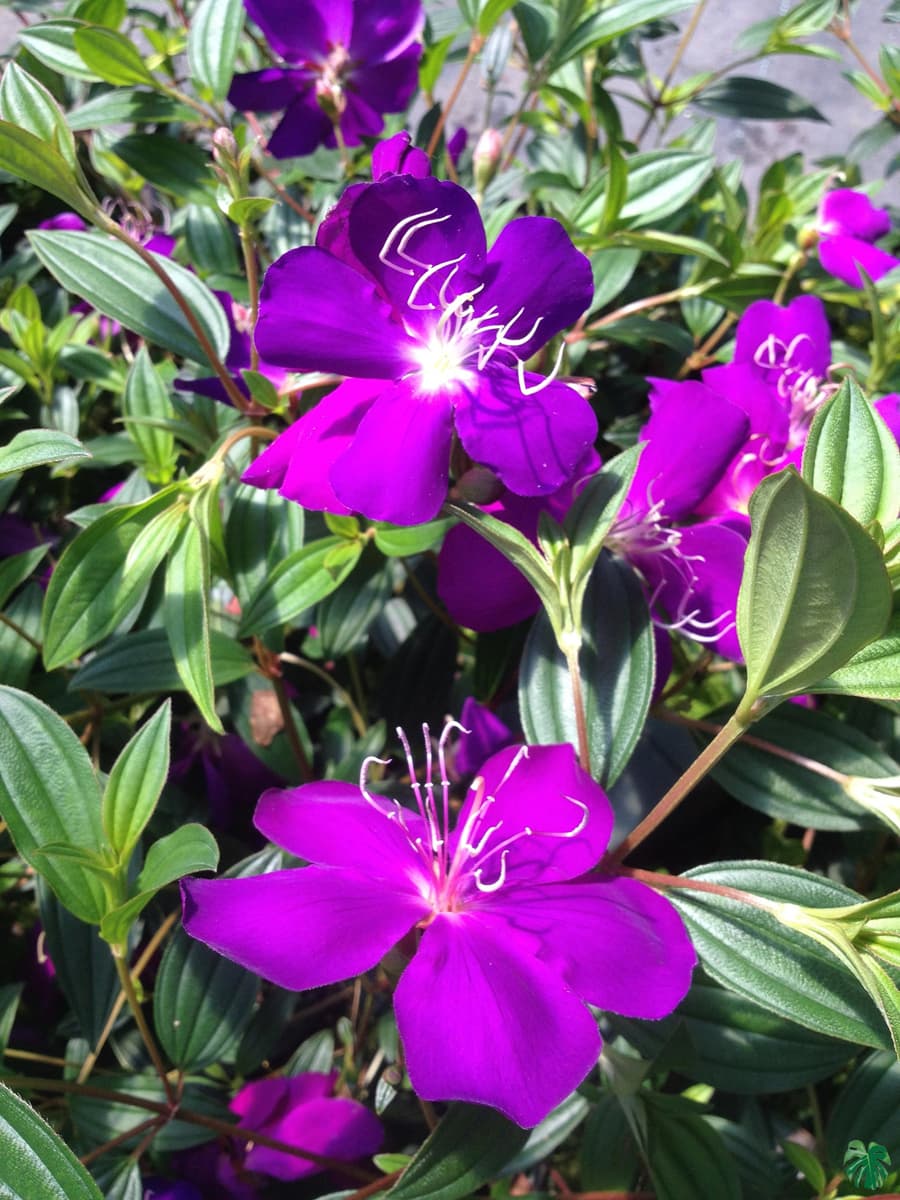 Tibouchina Urvilleana - Begum Bahar Flower