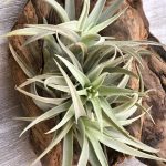 Tillandsia Harrisii Caulescent