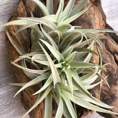 Tillandsia Harrisii Caulescent