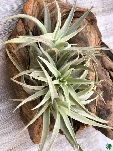 Tillandsia Harrisii Caulescent