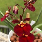 Tolumnia Red Devil