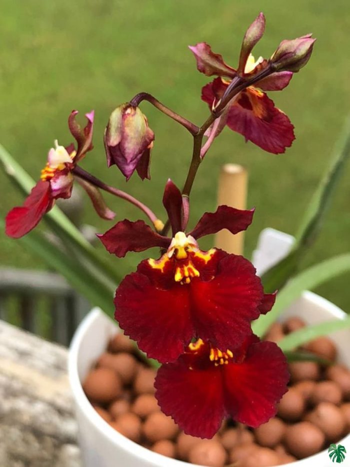 Tolumnia Red Devil