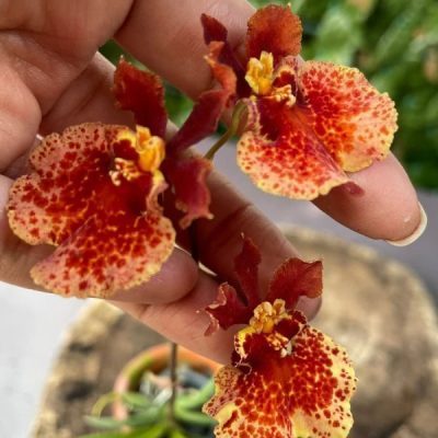 قیمت روز گل و گیاه شادمان ??