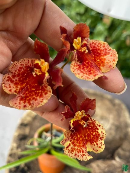 قیمت روز گل و گیاه شادمان 🌼🌿