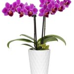 Touch of Royalty Mini Orchid