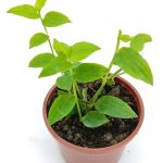 Tradescantia Fluminensis Green