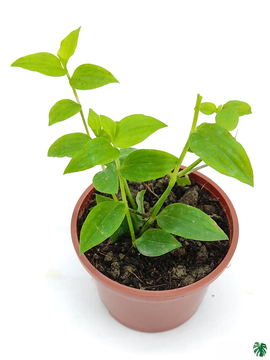 Tradescantia Fluminensis Green