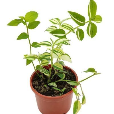 Tradescantia Fluminensis Variegata
