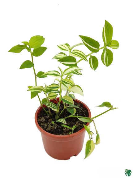 Tradescantia Fluminensis Variegata