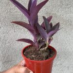 Tradescantia Pallida Queen - Purple Heart Plant