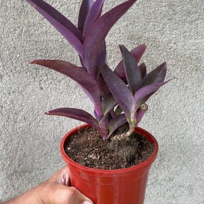 Tradescantia Pallida Queen - Purple Heart Plant