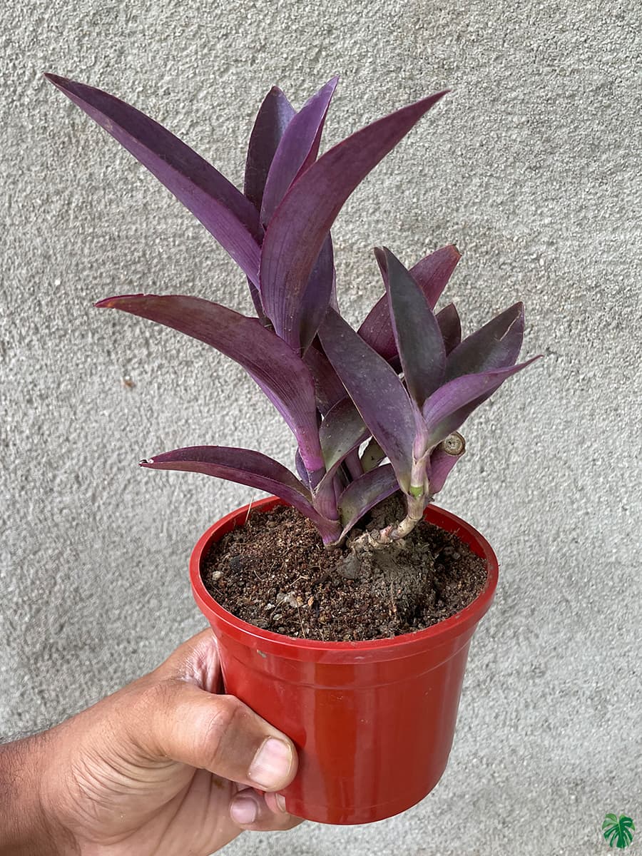 Tradescantia Pallida Queen - Purple Heart Plant