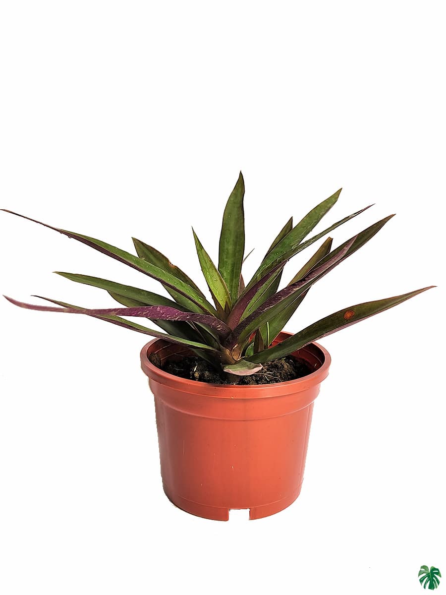 Tradescantia Spathacea 'Compacta'