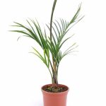 Triangle Palm - Neodypsis Decaryi