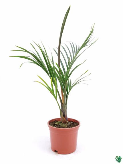 Triangle Palm - Neodypsis Decaryi