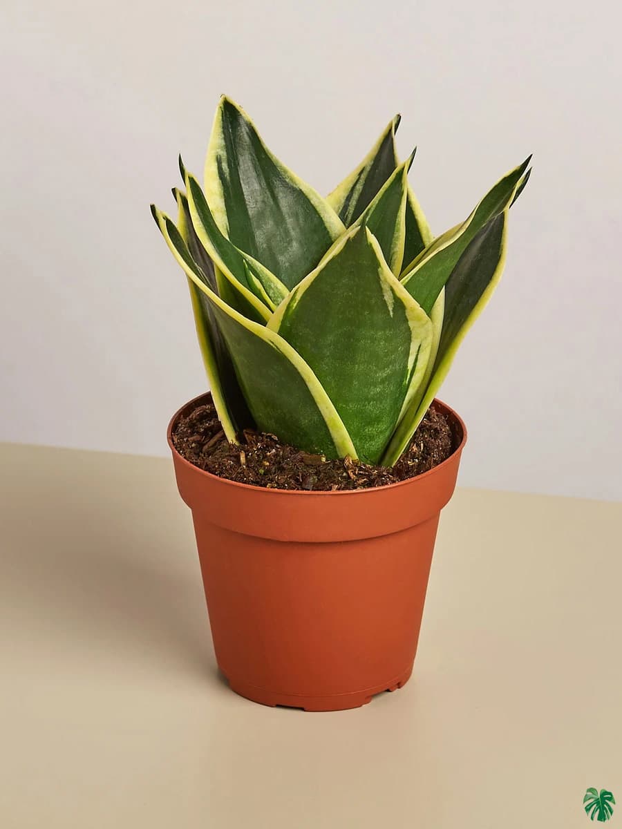 قیمت روز گل و گیاه عابدی 🌼🌿