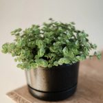 خرید گل و گلدان هدیه برای دوست ??