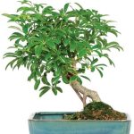Umbrella Bonsai Mirror Pool Planter