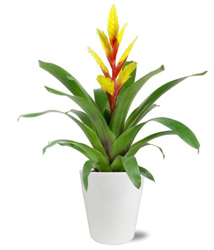 Under The Tropical Sun Bromeliad