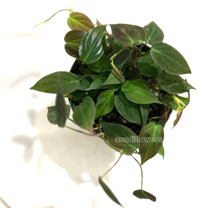 خرید گل و گلدان هدیه برای سالگرد ازدواج