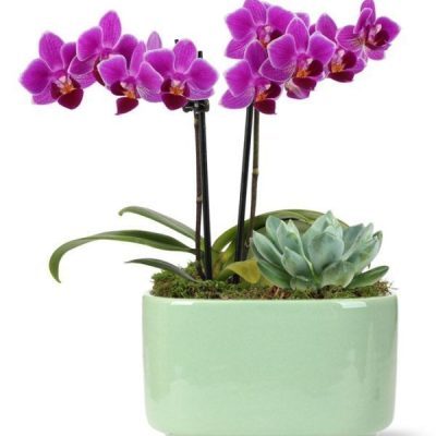 Vibrant Mini Orchid & Succulent Planter
