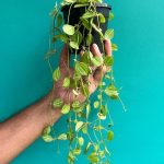 خرید گل و گلدان هدیه برای بهترین همسر