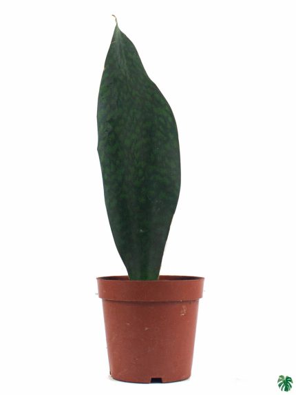 Whale Fin Sansevieria Masoniana