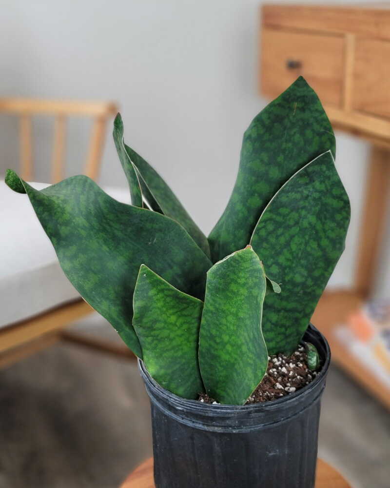 Whale Fin Sansevieria