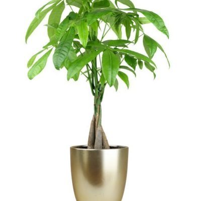 Whimsical Money Tree