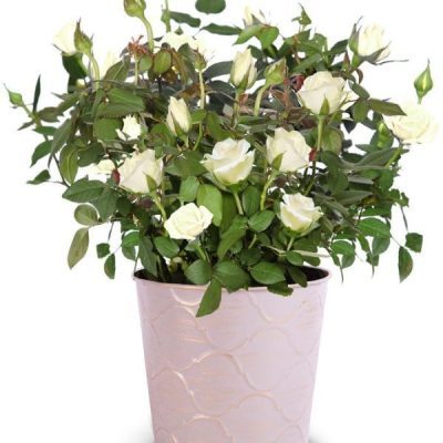 Whimsical White Rose Plant