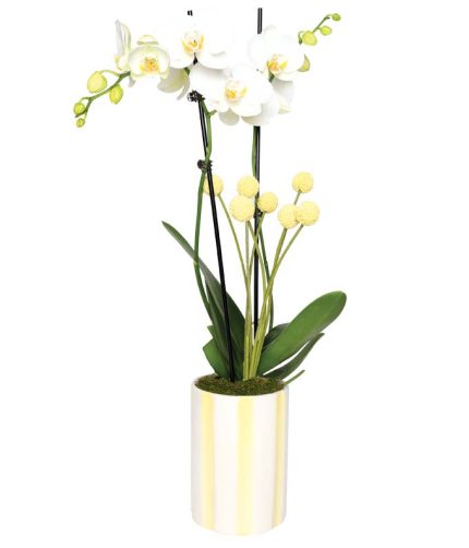 Whimsical White & Yellow Orchid