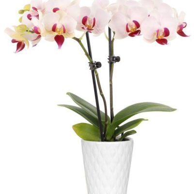 Whimsy & Wonder Mini Orchid