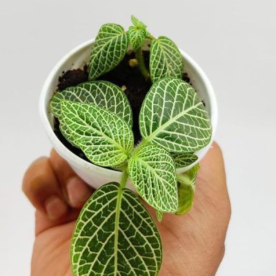 خرید گل و گلدان هدیه برای جشن تکلیف ??
