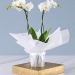 خرید گل و گلدان هدیه برای همکاران
