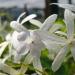 خرید گل و گلدان هدیه برای حسابدار